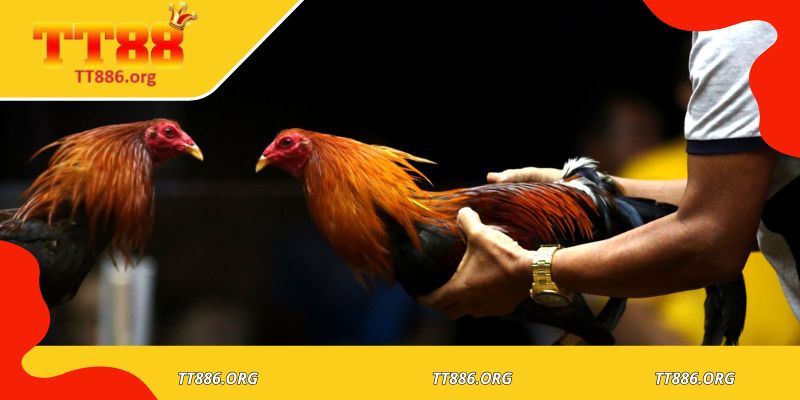 Người chơi trải nghiệm giao diện đặt cược trực tuyến